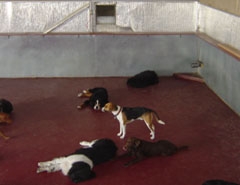 Dogs lying in front of the air conditioner